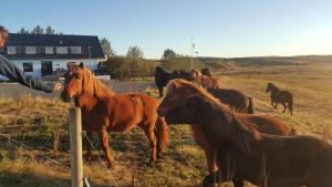 a group of horses in a field next to a fence at Guesthouse Bitra B&B in Selfoss