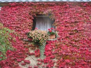a wall covered in red flowers with a window at Stadtzentrum , nähe Schloss in Klütz +1 photo