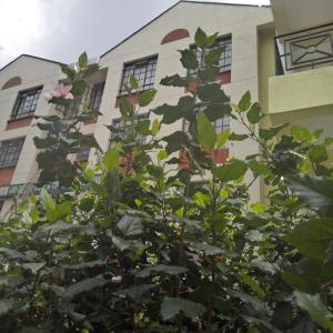 un árbol frente a un edificio con ventanas en Adventist LMS Guest House & Conference Centre, en Nairobi