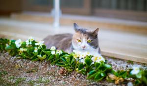 a cat is sitting in a flower bush at Hotel Sonne - Adults Only in Kaş