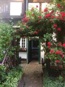 a garden with red roses on a building at Reikistudio Venedig in Quedlinburg