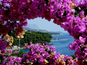 a bunch of purple flowers with a view of the water at Villa BOSE in Brela