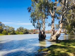 two trees in the water with a bridge in the background at Riverbend Caravan Park Renmark in Renmark