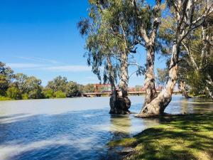 duas árvores na água com uma ponte ao fundo em Riverbend Caravan Park Renmark em Renmark