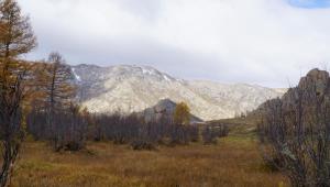 un campo con árboles y montañas en el fondo en My Mongolia Eco Ger Camp en Nalayh