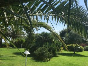 a palm tree in a park with grass and bushes at Cala Rosa Club Hotel in Stintino