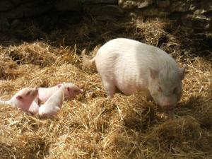 Imagen de la galería de La ferme des Cévennes, en Florac Trois Riviere
