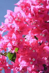 a flock of pink flowers in a blue vase at Maria's Place - Adults Only in Oia