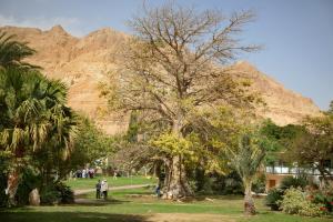 un árbol en un parque con una montaña en el fondo en Ein Gedi Family Apartment en Kibbutz Ein Gedi