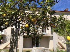 un albero di limoni di fronte a una casa di Villa Caterina a Sapri