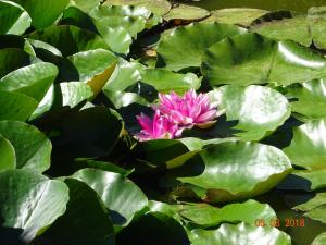 a pink water lily in a pond with green leaves at La ferme aux chats in Formigny