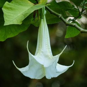 Zdjęcie z galerii obiektu Bungalow La Datura w mieście El Paso