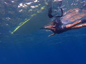 een persoon die met een haai in het water zwemt bij Akachichi Guesthouse in Onna