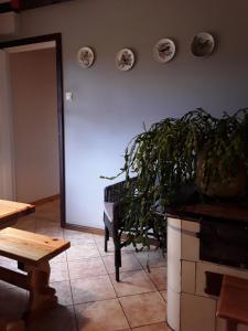 a room with a plant and plates on the wall at Brīvdienu māja Melderi in Ape