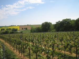 a field of vines with a farm in the background at Ferienwohnung Burry in Kapellen-Drusweiler