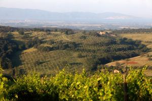 a view of the rolling hills and trees at Casale Sterpeti in Magliano in Toscana
