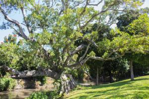 een grote boom in een park met groen gras bij El Rollo Camping in Tlaquiltenango