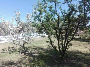 Cabañas Terra Olivo في Coquimbito: شجرتين مع الزهور البيضاء في الحديقة