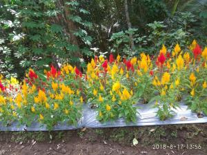 Giardino di Omah nDeso Argopeni