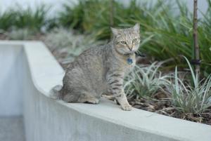 Animal sau animale de companie care stau la Bluestone On George
