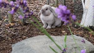 Animal sau animale de companie care stau la Bluestone On George