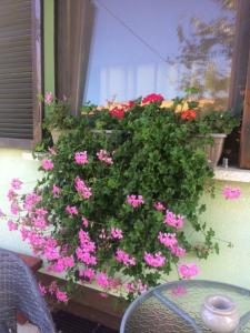 Zahrada ubytování Holiday Home Mađerka