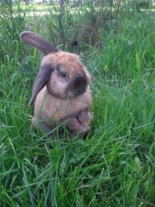Altri animali domestici presso l'ostello o nei dintorni