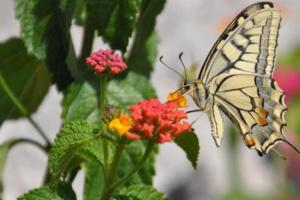 Grosseto-PrugnaにあるA Pivarellaの花に蝶が立っている