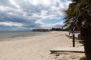 einen Strand mit einer Palme und dem Meer in der Unterkunft Appartement à 500m de la plage in Mèze