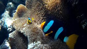 a couple of fish are in an underwaterylumsenalsenalsenalsenalsenal at The Reef Resort in Koh Kradan