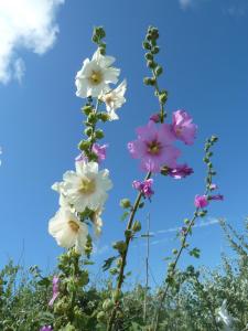 LoixにあるVilla Blancheの青空に対する花の群れ