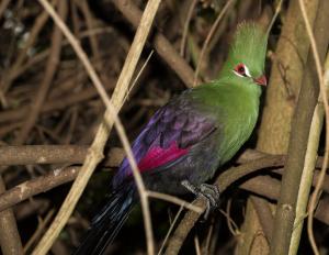 a green bird sitting on a tree branch at Big Tree House Lodge in Knysna