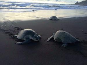 two turtles laying on the sand on the beach at Cocobolo Beach Boutique Hotel in San Juanillo