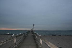 a group of seagulls standing on a boardwalk on the beach at Herrmann Jens in Pelzerhaken