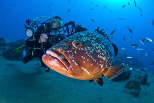 a man is taking a picture of a large fish at Apartamentos Guanarama in Puerto del Carmen