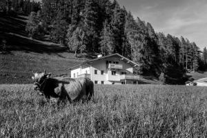 eine Kuh, die auf einem Feld vor einem Haus steht in der Unterkunft Nagelehof in Navis