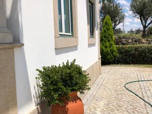 Um jardim no exterior de SOLAR DA SERRA-GuestHouse