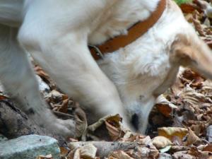 a dog is playing in the leaves at Domaine De La Combotte in Nantoux