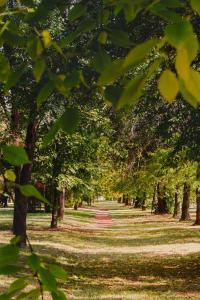 a row of trees in a park with a path at Centar lux 3 in Zrenjanin