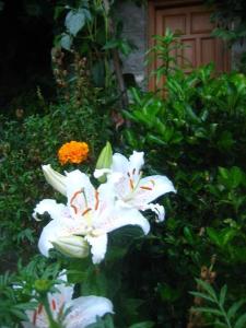 un grupo de flores blancas en un jardín en Guesthouse Gouris, en Tsepelovo