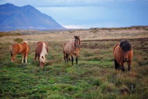 Fotografie z fotogalerie ubytování Hestaland Riverside Cottage v destinaci Staðarhús