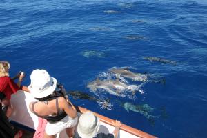 un grupo de personas en un barco mirando delfines en Apartamentos Mesa, en Valle Gran Rey