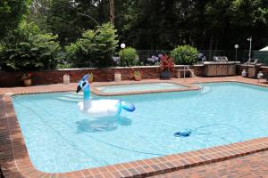a swan in a swimming pool with a duck in the water at Mt Tamborine Motel in Mount Tamborine