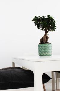 a white table with a bonsai tree on it at Olosuites in Limassol