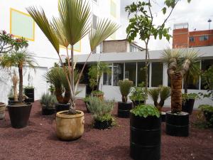 a group of potted plants in front of a building at Hotel Dharma in Mexico City