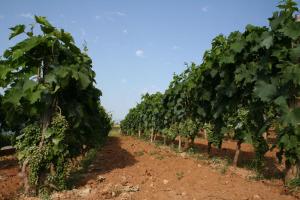 a row of grape vines in a field at House Svjetlana in Postira +34 photos