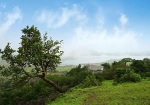 a tree sitting on top of a grassy hill at Bungalow 89 by StayVista - A hill-view villa adorned with eclectic interiors for a truly unique & captivating stay in Lonavala