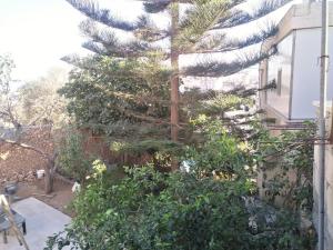 a large pine tree in front of a building at Aman Hostel in Bethlehem