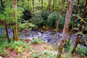 a stream in the middle of a forest with trees at The Junction in Robbinsville