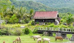 a herd of animals grazing in front of a house at Lakey Beach Inn hotel in Huu